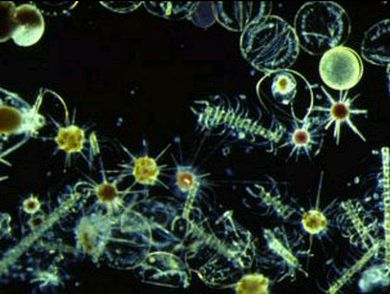 http://wyrdscience.files.wordpress.com/2010/12/phytoplankton_070305.jpg